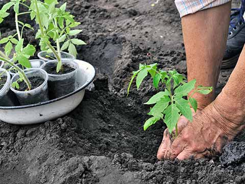 person-gardining-with-green-small-plant-and-soil