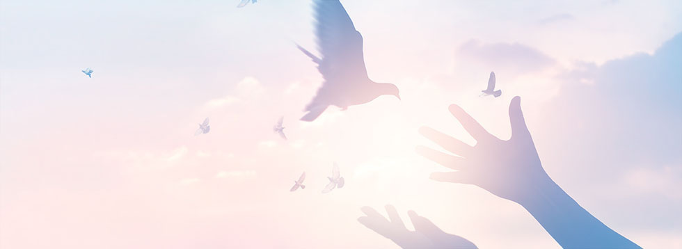 hands-letting-go-of-a-dove-flying