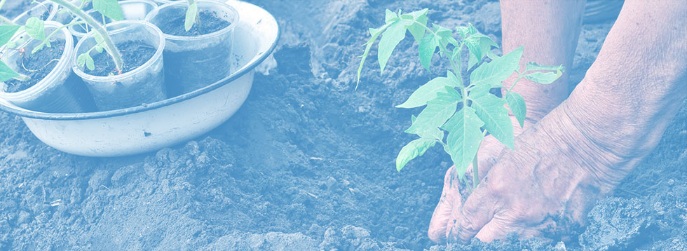hands-gardening-plant
